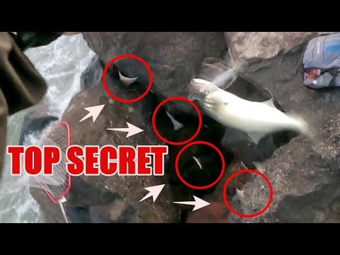 What kind of bait? Rocky D Fishing Vol.227