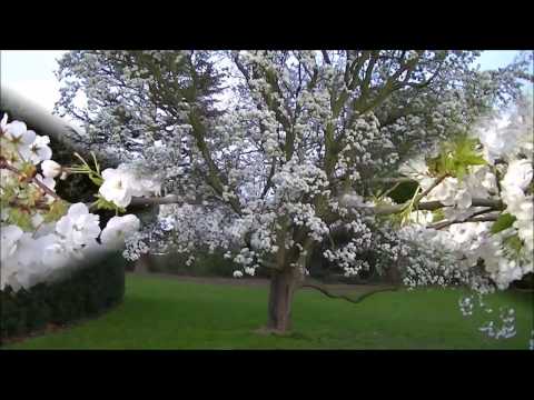 Secluded Garden at Kew Gardens, London. (Prunus ''Shirotae'' - Mount Fuji Cherry)