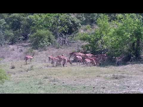 Djuma: Impala herd - 09:40 - 10/09/2022