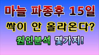 [텃밭농부.813]  마늘 파종 후 15일. 아직 싹이 안 올라옵니까?