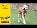 Barney the Crossbreed is Looking for a Forever Home! | Dogs Trust Manchester