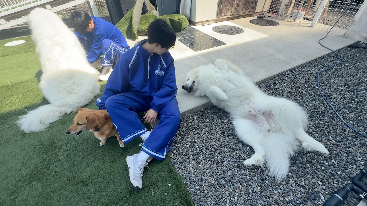 お腹見せて『なでて』はさくらに教えてもらったのかも・・・