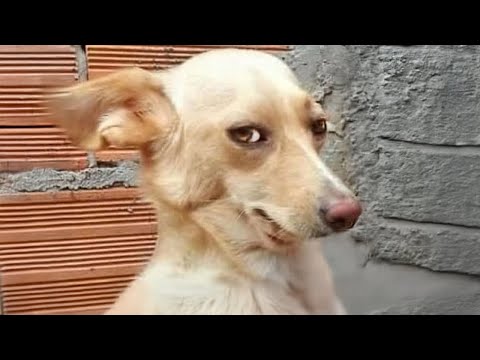 Quand votre chien est trop drôle pour les mots