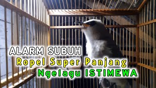 Download lagu ALARM SUBUH, Trucukan gacor ropel super panjang cocok untuk masteran trucukan lain agar rajin ropel mp3