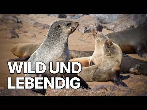 Die Nordsee | Leben im Takt der Gezeiten