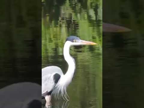LINDA GARÇA  NO RIO PINHEIRO EM SÃO PAULO CAPITAL
