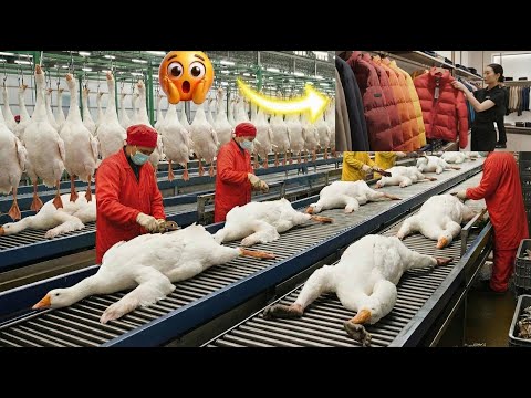 Inside the Goose Down Factory – From Exotic Bird Feathers to $1,000 Luxury Jackets (Full process)