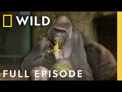 Gorilla Dentist (Full Episode) | Secrets of the Zoo: North Carolina | Nat Geo Animals
