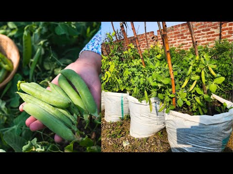 How To Grow Peas In Containers?