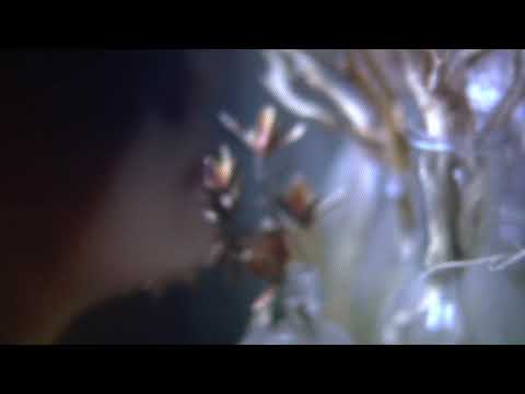 Roust Pozyumsky - Drugoyu stala (NOVOSELIE), Stylization on the Petrovsky Kant