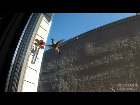Our Hummingbird Feeder Cam