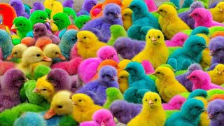 Menangkap Ayam lucu, Ayam warna warni, Ayam rainbow, Bebek,Angsa, kucing, Ikan, Ikan Cupang