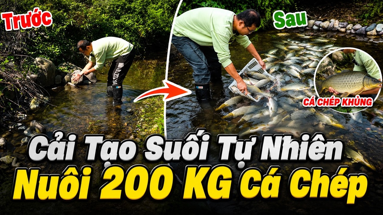 Cải Tạo Suối Tự Nhiên, Nuôi 200 KG Cá Chép Khủng