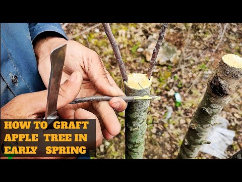 Best method of Grafting apple tree in spring | Apple Grafting