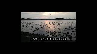 Download lagu 夕日が沈むときの音♪白鳥たち【BGMあなご】ピアノ音ch ♪音を聴きにきてください mp3