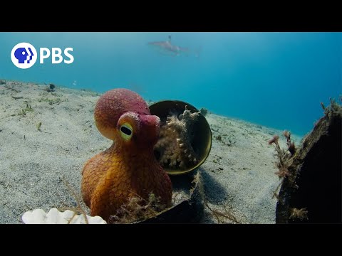 Spy Octopus Helps Friend Hide From Shark