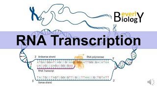 RNA Transcription (updated version)