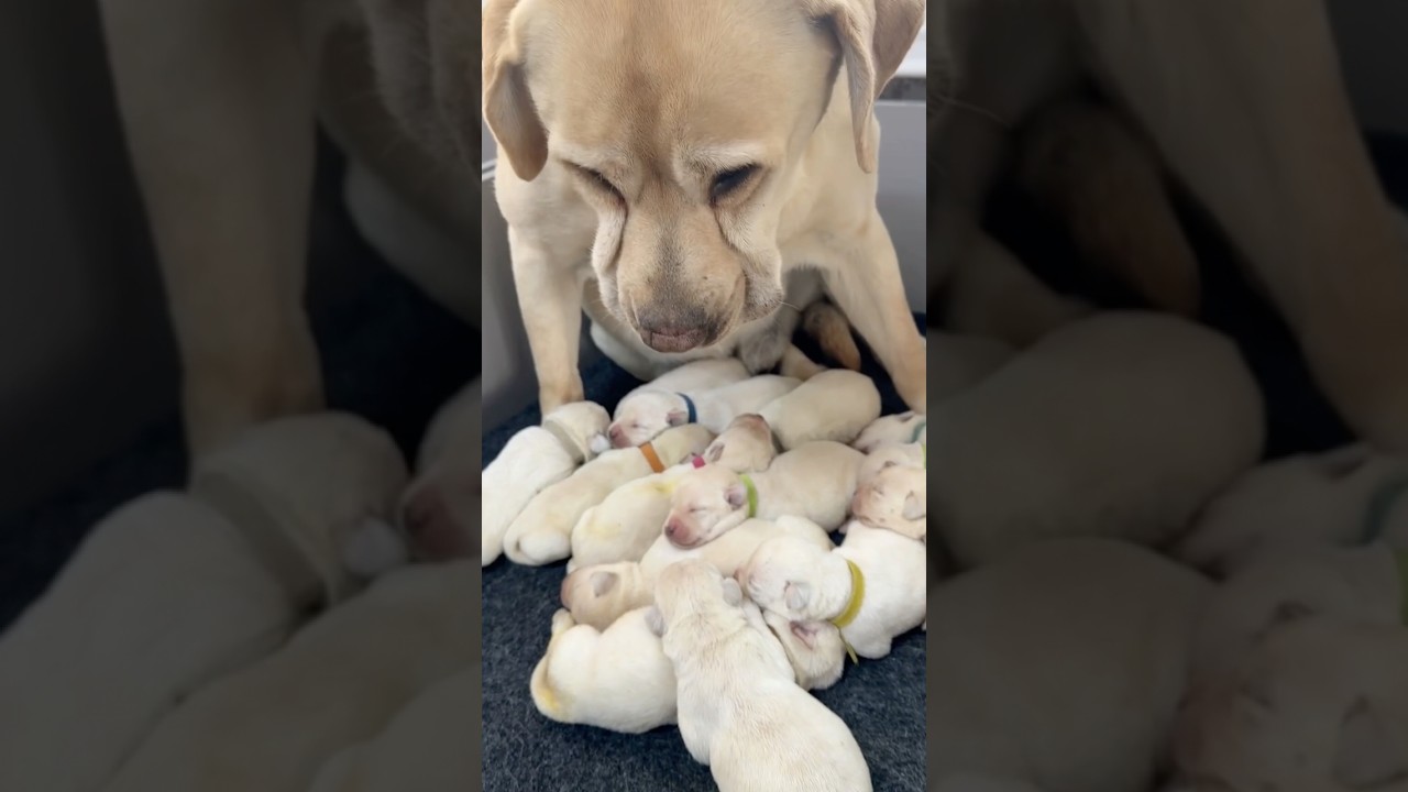 四哥愁坏了😂 #dogs #puppies #老友狗狗