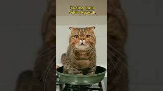 Download lagu Kucing Lulu Bikin Ngakak 😹 #shorts #shortsvideo #videoshorts #feedshorts #kucinglucu mp3