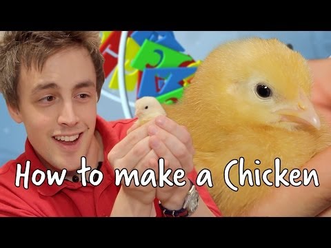 鶏肉の作り方｜アットブリストル科学センター (How To Make A Chicken | At-Bristol Science Centre)