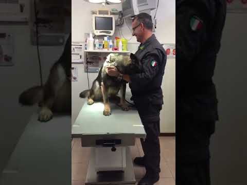 Serious Job. Silly Dog.🐕#k9 #dog #funnydog #dogbehavior #foryou #fyp #policedogs