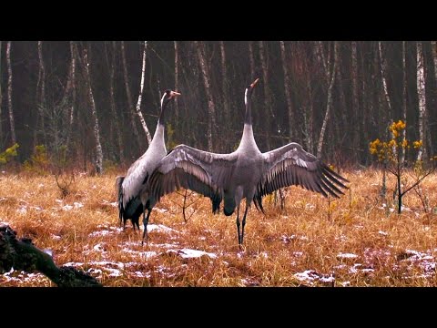 Kraniche - Kampf und Tanz / Tanzende Vögel des Glücks / Grus grus
