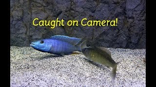 Watch Fish Reproduce....Caught on Camera!!