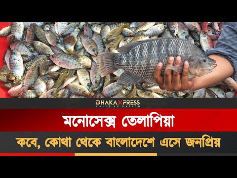 মনোসেক্স তেলাপিয়া বাংলাদেশিদের এত কেনো পছন্দ