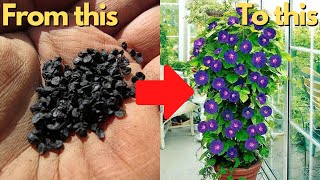 Easiest Way to Grow Seeds | How to Germinate Morning Glory Seeds | How to Grow Seeds