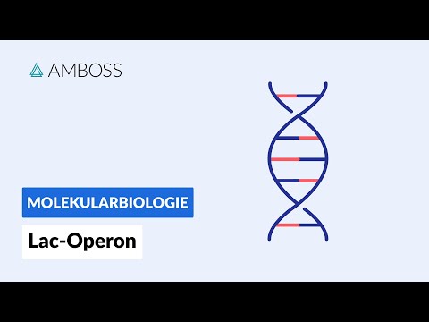 Gene regulation in prokaryotes: Lac operon - Biochemistry - AMBOSS Video