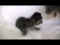 Злой кот ударил котенка! Angry cat hit the kitten! 