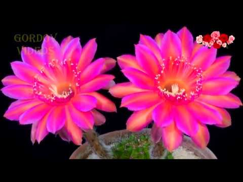 Красивое музыкальное поздравление подруге в День Рождения