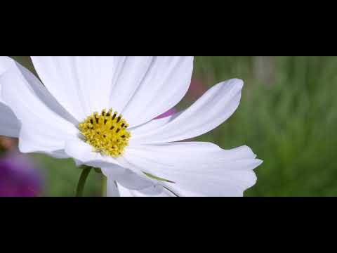 Introducing Chateau de la Chaize (1676 - Brouilly)