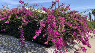 アメリカ　近所のビーチを散歩してみた in Del Mar