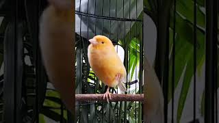 Download lagu KENARI malas bunyi, Terapi untuk kenari masteran canary #canarysingtraining #kanareyka mp3