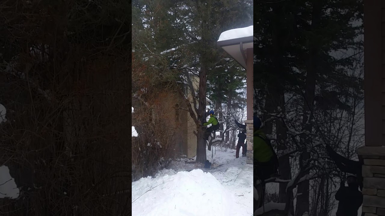 Ian MacCallum removing Juniper tree.