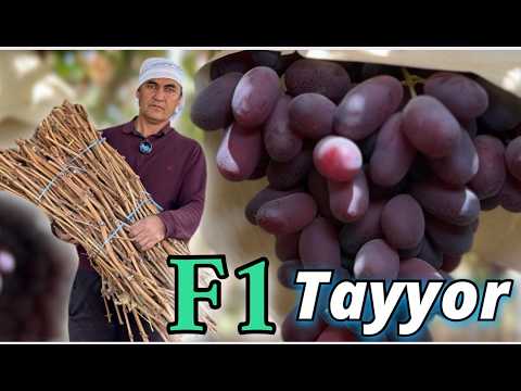 Eng Sifatli F1 Uzum Qalamchalari Sotuvda – Shoshiling!