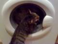 Bengal Cats Washing Machine