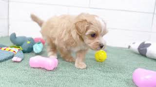 ハーフ犬の動画01