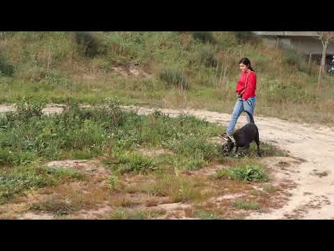 Vídeo de JESSIE