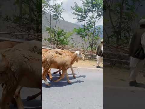 shots #childrens #baby #travel #pakistan #tour #nature ‎@abdulraheem-ark4270 