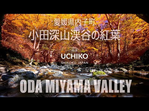 UCHIKOGENIC #7  Colorful Autumn   小田深山の紅葉 4K