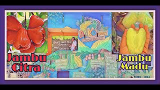 TUTORIAL MEMBUNGKUS JAMBU CITRA DAN MADU DENGAN BENAR AGAR AMAN DARI ULAT, BAGAIMANA CARANYA??