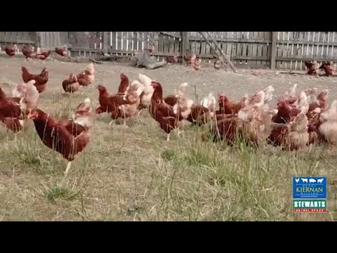 download lagu mp3 mp4 Organic Eggs Ireland, download lagu Organic Eggs Ireland gratis, unduh video klip Organic Eggs Ireland