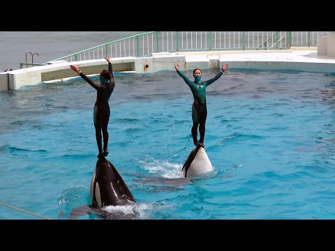 Killer Whale Show at Kamogawa Sea World 【4K】