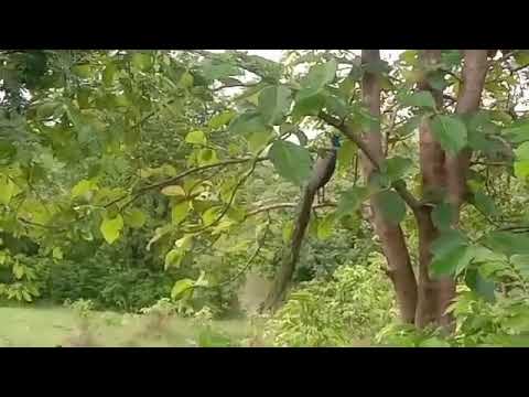 मोर🥰🦚🌿#viralshort #whatsappstatus #nature #maharashtra #satara