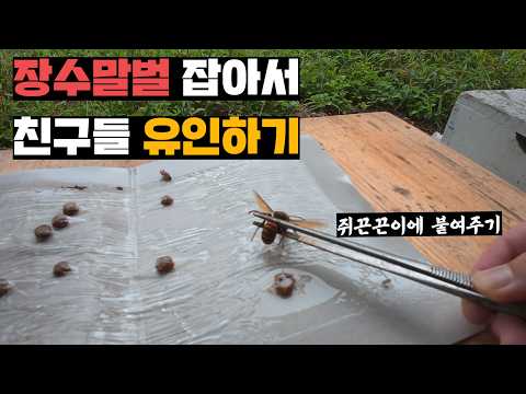 장수말벌 쥐끈끈이에 붙여서 친구들 유인하기(feat. 밤꿀 이벤트, 소금총)