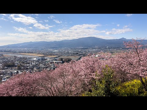Matsuda Cherry Blossom Festival 2023 🌸 Nishihirabatake Park, Matsuda, Kanagawa #4K #松田 #花見 #河津桜まつり