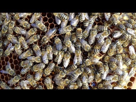 Молодая матка в августе на пасике, хорошо или плохо???