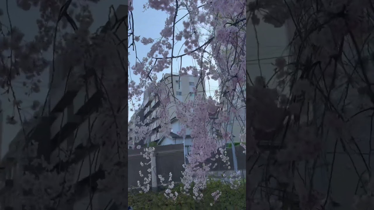 YouTube Short thumbnail